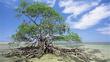 Red mangrove tree at low tide
