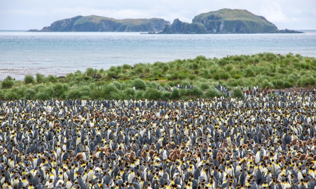 A large colony of King Penguins (Aptenodytes patagonicus), Salisbury Plain, South Georgia and the South Sandwich Islands