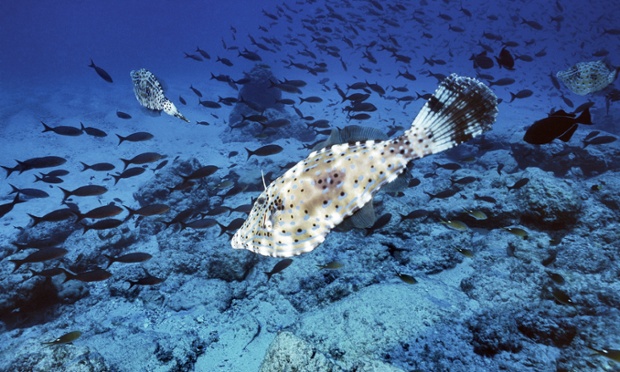 Three scribbled filefish near Ascension Island