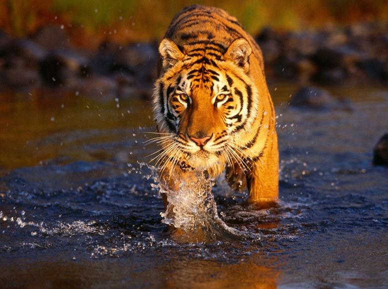 Tigre en Sundarbans