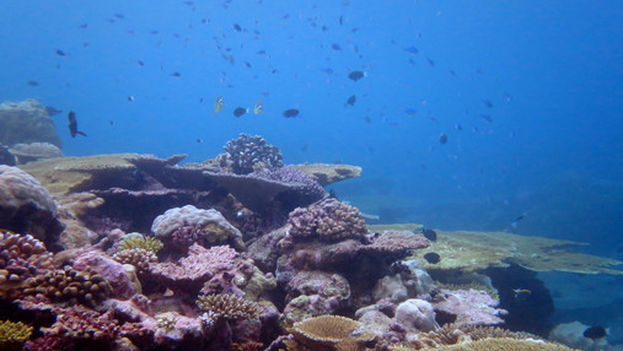 Corales en el océano Índico. (Mark Spalding)